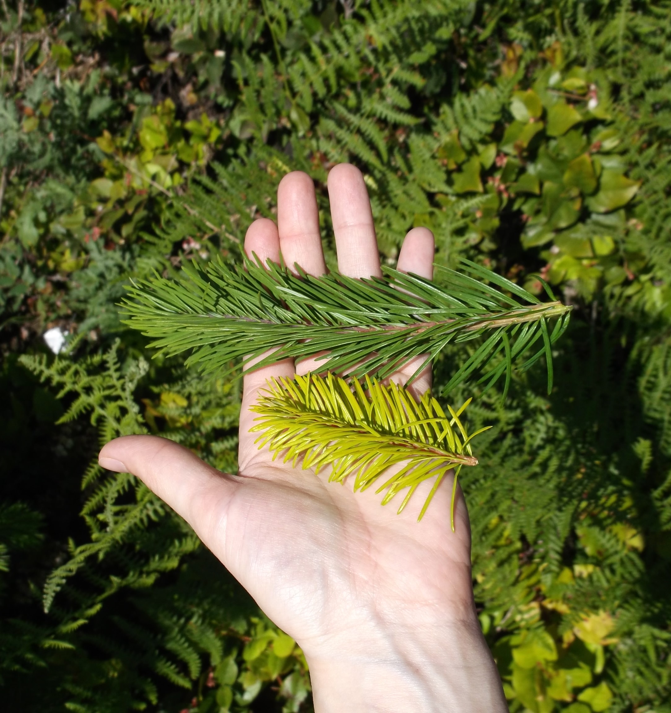 Comparison of tree needles with and without biosolids application